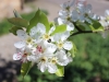 10_Jahre_mav_2015_gd_104