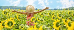 Sonnenblumen