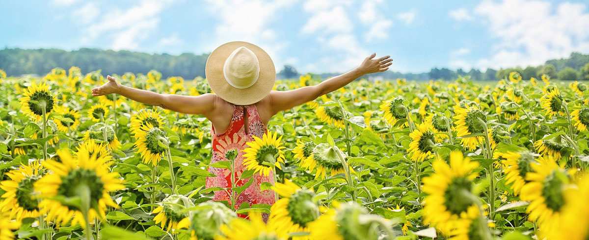 Sonnenblumen Sonnenblumen